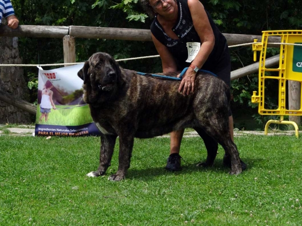 Moura de Villapedre: EXC, Open Class Females, Cangas de Onis, Asturias, Spain 05.07.2014
Keywords: 2014