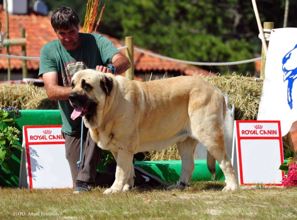 Pluto de Loredo: Exc - Open Class Males, Loredo, Cantabria, Spain 29.06.2013
Keywords: 2013