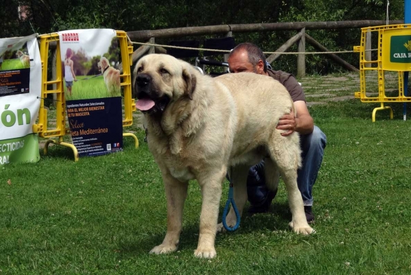 Rayo de Montes del Pardo: EXC, Open Class Males, Cangas de Onis, Asturias, Spain 05.07.2014
Keywords: 2014 pardo