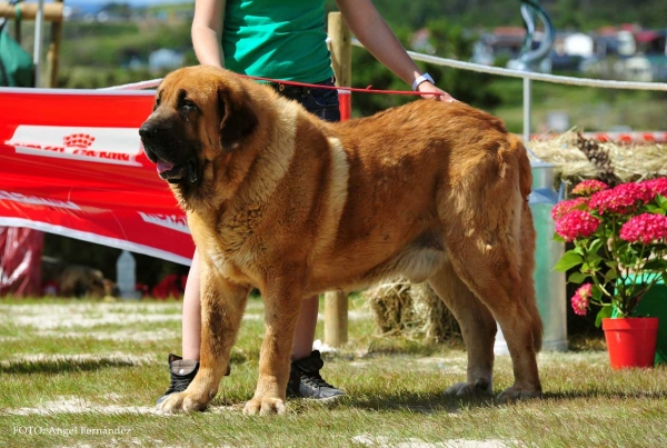 Tango de Andece de Nava: Exc - Open Class Males, Loredo, Cantabria, Spain 29.06.2013
Keywords: 2013