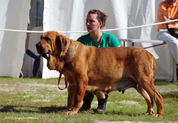 Westala de Montes del Pardo: Exc - Open Class Females, Loredo, Cantabria, Spain 29.06.2013
Keywords: 2013