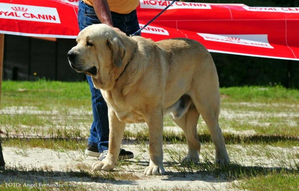 Winoko de Fuente Xunquera: Exc - Open Class Males, Loredo, Cantabria, Spain 29.06.2013
Keywords: 2013