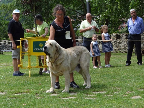 Winoco de Fonte Xunquera: EXC, Open Class Males, Cangas de Onis, Asturias, Spain 05.07.2014
Keywords: 2014