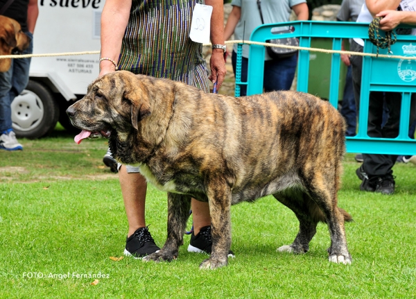 Dalila de Fontexunquera: EXC 1 - Young Class Females - Cangas de Onis, Asturias, Spain -  08.07.2017 (ASAME)
Keywords: 2017 asame