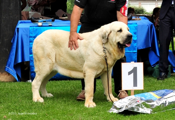 Gala de la Calella de Otur: EXC 1, Best Female, BIS - Open Class Females - Cangas de Onis, Asturias, Spain - 08.07.2017 (ASAME)
Keywords: 2017 asame calellaotur