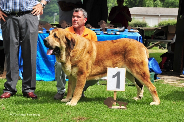 Leon I de la Vega del Porma: EXC 1 - Intermediate Class Males - Cangas de Onis, Asturias, Spain - 08.07.2017 (ASAME)
Keywords: 2017 asame vegadelporma