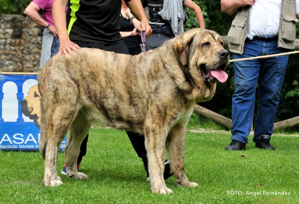 Barrabas de Valseco: EXC 1, Best Young - Young Class Males - Cangas de Onis, Asturias, Spain - 08.07.2017 (ASAME)
Keywords: 2017 asame