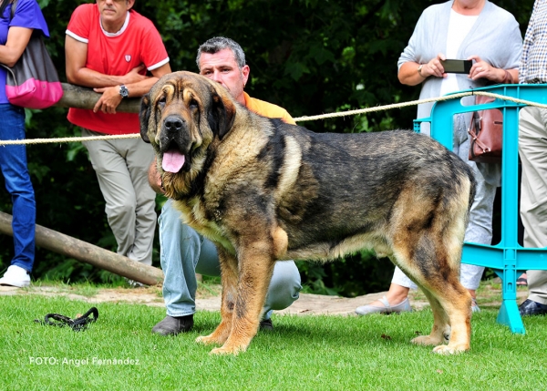 Vikingo de la Vega del Porma: EXC 1, Best Male - Open Class Males - Cangas de Onis, Asturias, Spain - 08.07.2017 (ASAME)
Keywords: 2017 asame vegadelporma