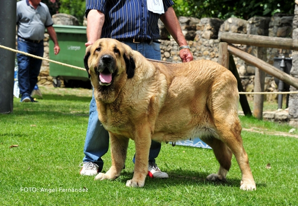 Peca de Autocan: EXC 2 - Open Class Females - Cangas de Onis, Asturias, Spain - 08.07.2017 (ASAME)
Keywords: 2017 asame autocan