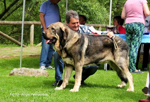 Duque de Guadamia: EXC 2 - Intermediate Class Males - Cangas de Onis, Asturias, Spain - 08.07.2017 (ASAME)
Keywords: 2017 asame guadamia