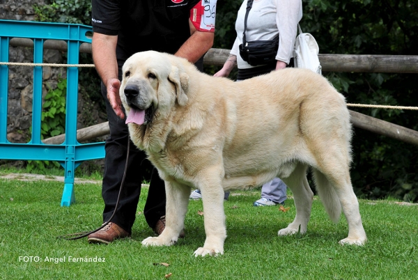 Gordon de la Calella de Otur: EXC 2 - Open Class Males - Cangas de Onis, Asturias, Spain - 08.07.2017 (ASAME)
Keywords: 2017 asame calellaotur