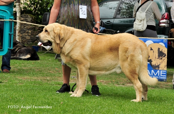 Sanson de Fontexunquera: EXC 2 - Young Class Males - Cangas de Onis, Asturias, Spain - 08.07.2017 (ASAME)
Keywords: 2017 asame