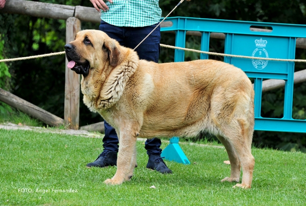 Brisa de Gritsandana: EXC 3 - Open Class Females - Cangas de Onis, Asturias, Spain - 08.07.2017 (ASAME)
Keywords: 2017 asame gritsandana