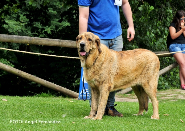 Jungla de Tierra de Orbigo: EXC 3 - Young Class Females - Cangas de Onis, Asturias, Spain -  08.07.2017 (ASAME)
Keywords: 2017 asame