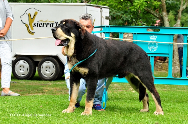 Eco de los Arandanos: EXC 3 - Young Class Males - Cangas de Onis, Asturias, Spain - 08.07.2017 (ASAME)
Keywords: 2017 asame