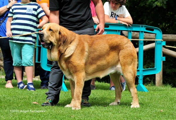 Titan de la Carpinteria: EXC 3 - Intermediate Class Males - Cangas de Onis, Asturias, Spain - 08.07.2017 (ASAME)
Keywords: 2017 asame carpinteria