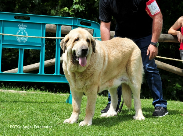 Luna del Valle de Pisuena: EXC 4 - Open Class Females - Cangas de Onis, Asturias, Spain - 08.07.2017 (ASAME)
Keywords: 2017 asame pisuena