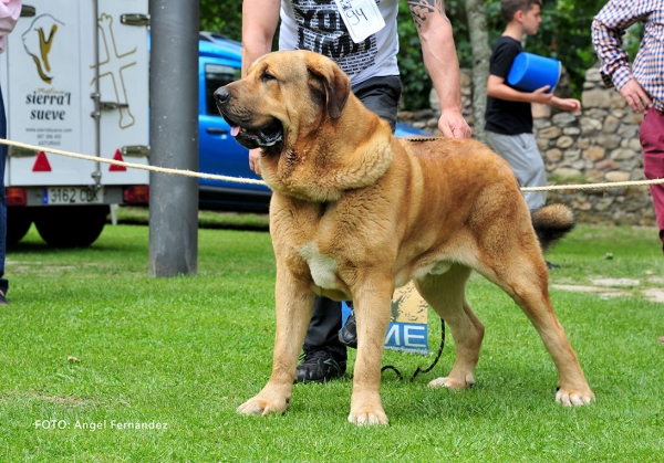 Iroco de la Calella de Otur: EXC4 - Open Class Males - Cangas de Onis, Asturias, Spain - 08.07.2017 (ASAME)
Keywords: 2017 asame calellaotur