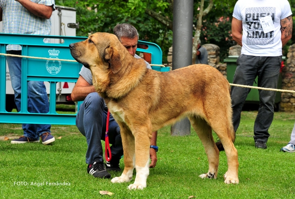 Potter de la Cangueta: EXC 4 - Young Class Males - Cangas de Onis, Asturias, Spain - 08.07.2017 (ASAME)
Keywords: 2017 asame cangueta