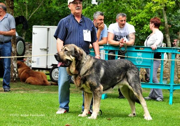 Tuno de Autocan: EXC 4 - Intermediate Class Males - Cangas de Onis, Asturias, Spain - 08.07.2017 (ASAME)
Keywords: 2017 asame autocan