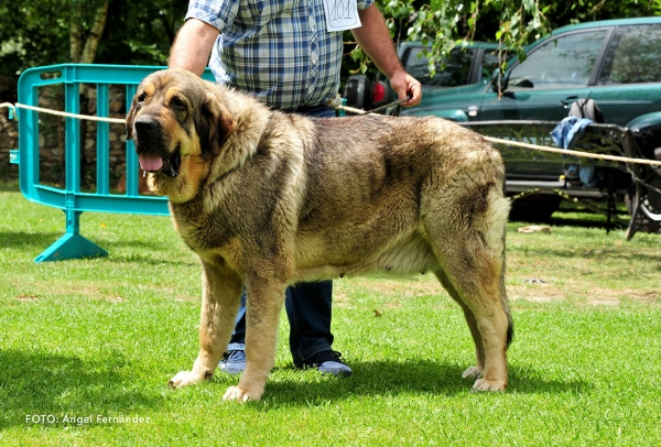 Malu de la Portiecha: EXC 5 -Open Class Females - Cangas de Onis, Asturias, Spain - 08.07.2017 (ASAME)
Keywords: 2017 asame portiecha