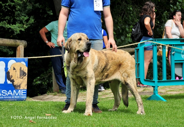 Iliak de Tierra de Orbigo: EXC 5 - Intermediate Class Males - Cangas de Onis, Asturias, Spain - 08.07.2017 (ASAME)
Keywords: 2017 asame tierraorbigo