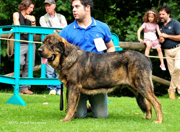 Jagger de Tierra de Orbigo: EXC 5 - Young Class Males - Cangas de Onis, Asturias, Spain - 08.07.2017 (ASAME)
Keywords: 2017 asame tierraorbigo