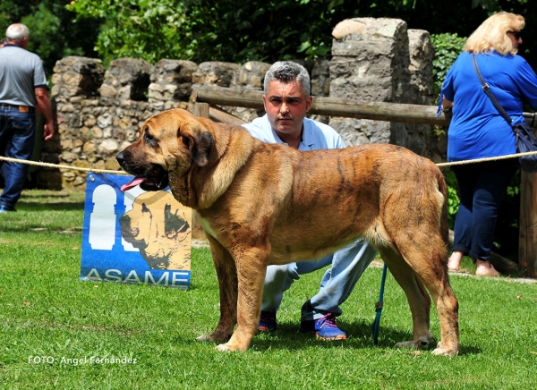 Bruma de Rioaller: EXC 6 - Intermediate Class Females - Cangas de Onis, Asturias, Spain - 08.07.2017 (ASAME)
Keywords: 2017 asame rioaller