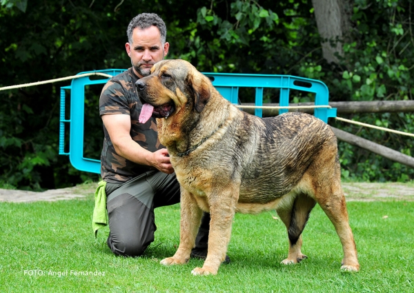 Hera de Tierra de Orbigo: EXC 6 - Open Class Females - Cangas de Onis, Asturias, Spain - 08.07.2017 (ASAME)
Keywords: 2017 asame tierraorbigo