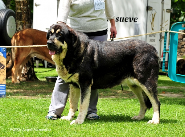 Salsa de Filandon: EXC 7 - Open Class Females - Cangas de Onis, Asturias, Spain - 08.07.2017 (ASAME)
Keywords: 2017 asame filandon