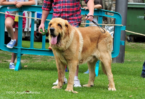 Astur de Les Mates: EXC 7 - Open Class Males - Cangas de Onis, Asturias, Spain - 08.07.2017 (ASAME)
Keywords: 2017 asame