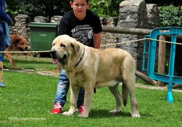 Daneris del Valle de Pisuena: EXC 8 - Open Class Females - Cangas de Onis, Asturias, Spain - 08.07.2017 (ASAME) 
Keywords: 2017 asame pisuena