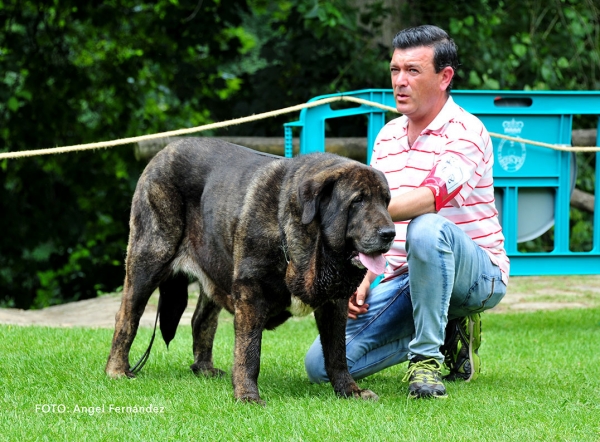 Senora de Villapedre: EXC 9 - Open Class Females - Cangas de Onis, Asturias, Spain - 08.07.2017  (ASAME)
Keywords: 2017 asame villapedre