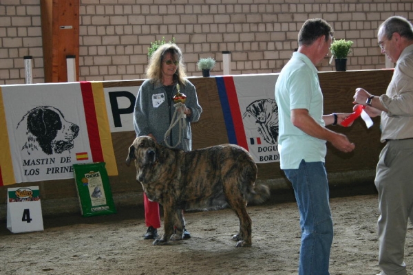 Cinga z Kraje Sokolu, BOB -  Jahressieger-Zuchtshau from Club für Molosser in Germany 2006
(Charly de Valdejera x Aylen z Kraje Sokolu)
Keywords: 2006 marietta