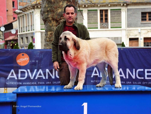 Elton de Tierra de Órbigo: VG 1 - Young Puppies,  Villa de Luarca 27.11.2011
Keywords: 2011 tierraorbigo