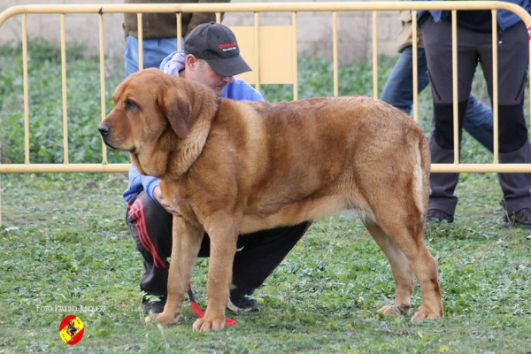 Elvia de Priherada: 1ª Young Class Females - Mansilla de las Mulas 09.11.2014
Keywords: 2014