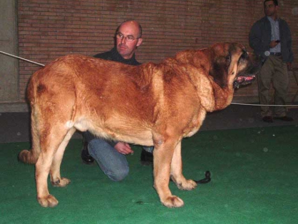 Emperador de Hazas de Cesto: EXC. 1, CAC - Open Class Males - National show, Cádiz 20.11.2004  
(Laro de Trashumancia x Akia)
Breeder & owner: José F. Uslé
 

Keywords: 2004 hazascesto