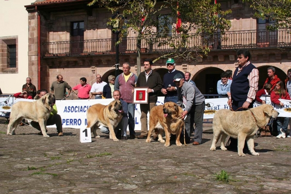 Ring BIS - Sanson, Truan de Campollano, Señora de Autocan, Roma de la Aljabara - Cabezón de la Sal, Cantábria, Spain (AEPME), 10.03.2007
Judge: Sergio de Salas
 
Photo: Juan Garrido © Copyright
Keywords: 2007