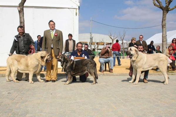 Castuo de la Aljabara, Lola Dancá Cotufa & Tarquin de Galisancho - Ring BIS, Alcalá de Guadaira, Sevilla, Spain (AEPME),04.03.2007
Judge: Alfonso Thovar
 
Photo: Juan Garrido © Copyright
Keywords: 2007