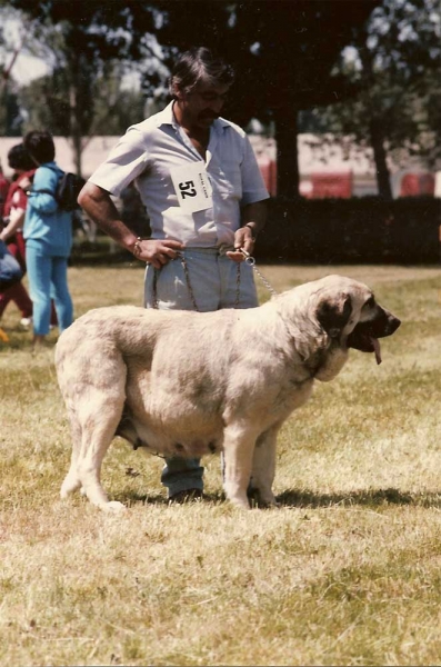 Lebanza, owned by Valentin Martinez (Tinin) - Monografica 1986
Photo Mario Alonso © Copyright
Keywords: 1986