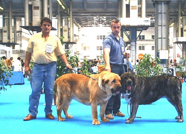 Ch. Caminante de Laciana & Tita de los Zumbos - European Dog Show, Barcelona - Saturday, 05.07.2004
European Dog Show, Barcelona - Saturday, 05.07.2004.
 
Ch. Caminante de Laciana, Exc. 1, CACIB 
Tita de los Zumbos, Exc. 1, CAC, CACIB, Best of Breed


 

Keywords: 2004 laciana zumbos