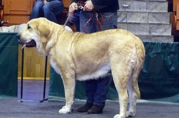 Evita Lu Dareva: - Exc.1 , CWC, Best adult female - Open Class Females, National Show, Nowa Ruda, Poland 07.12.2008 
(Druso de la Aljabara x Franchesca Mastibe)
Keywords: 2008