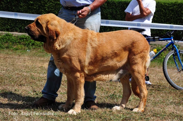 Bimba de Tierra de`Órbigo: EXC - Open Class Females, Cervera de Pisuerga 13.08.2011
Keywords: 2011 tierraorbigo