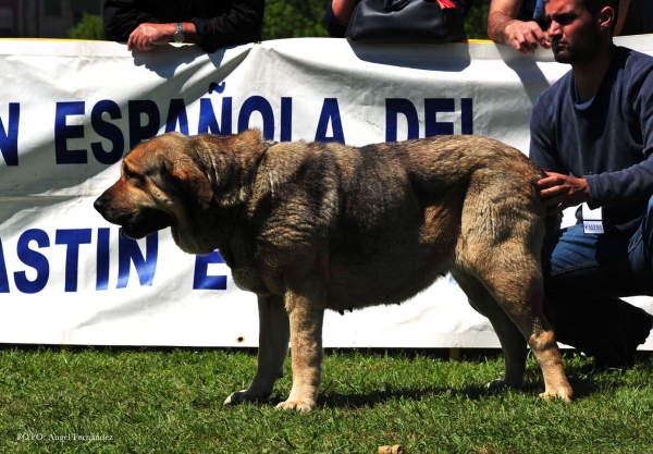 Cora de Blendios del Dobra: EXC - Open Females, Arriondas, Asturias, Spain 04.05.2013
Keywords: 2013