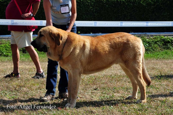 Dakar de Tierra de Órbigo: EXC - Young Class Males, Cervera de Pisuerga 13.08.2011
Keywords: 2011 tierraorbigo