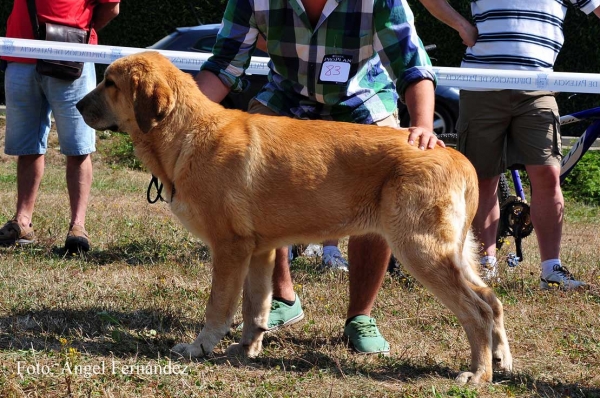 Donna de Tierra de Órbigo: EXC - Young Class Females, Cervera de Pisuerga 13.08.2011
Keywords: 2011 tierraorbigo