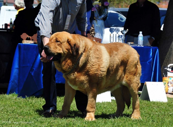 Giron de Buxionte: EXC - Open Males, Arriondas, Asturias, Spain 04.05.2013
Keywords: 2013 buxionte