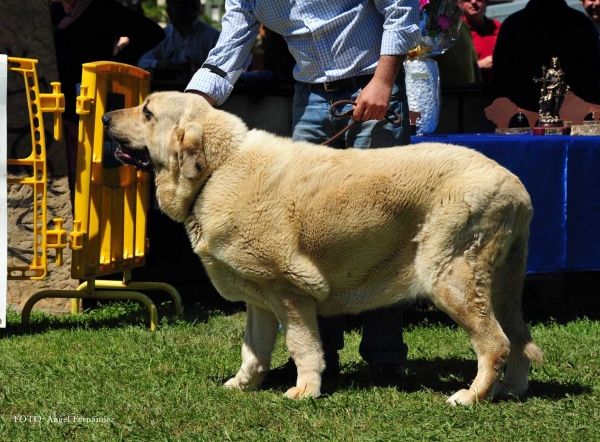 Vulkana de Lunava: EXC - Open Females, Arriondas, Asturias, Spain 04.05.2013
Keywords: 2013 lunava