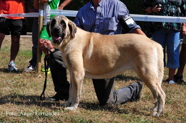 Abril de Bao la Madera: EXC - Young Class Females, Cervera de Pisuerga 13.08.2011
Keywords: 2011 baolamadera