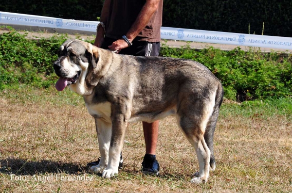 Bob de Loredo: EXC - Young Class Males, Cervera de Pisuerga 13.08.2011
Keywords: 2011